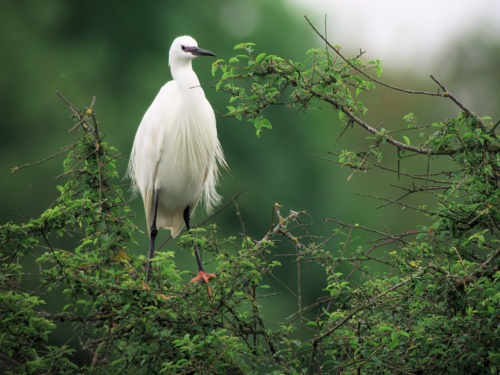 AIGRETTE SULLY 2