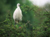 aigrette garzette sully 2