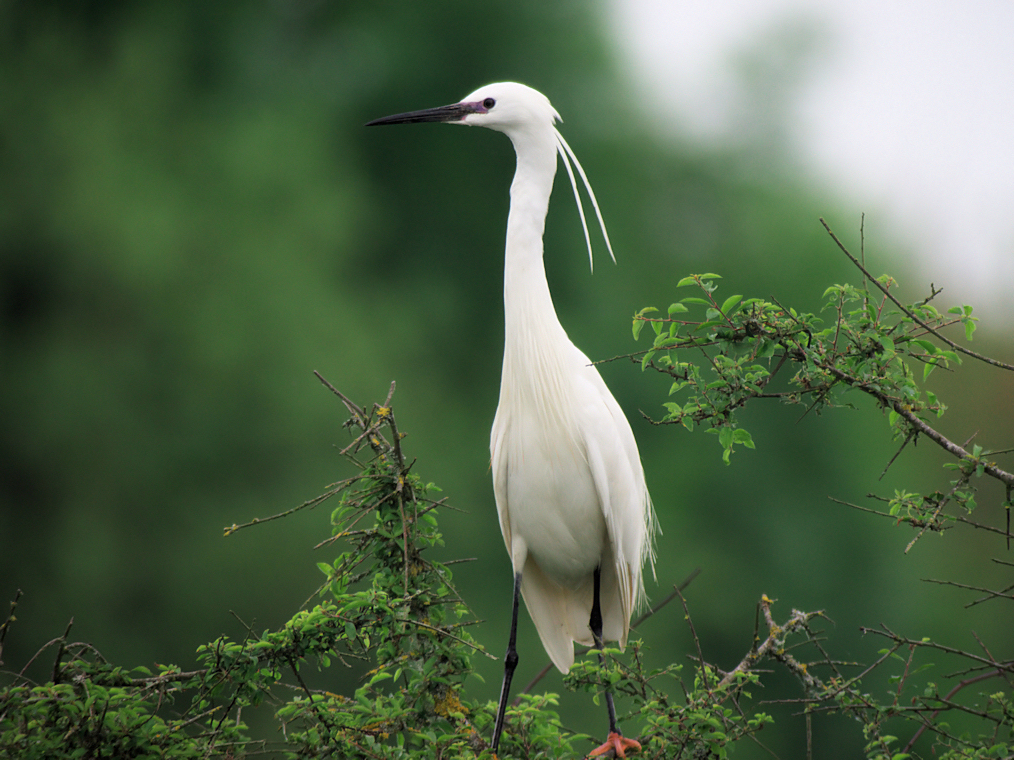 aigrette sully 1
