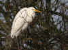 AIGRETTE.jpg (59308 octets)