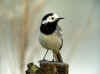 BERGERONNETTE GRISE_PIQUET.jpg (532972 octets)