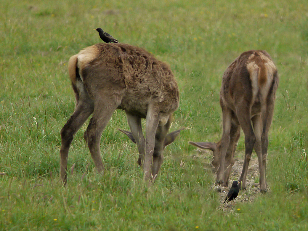BICHE ETOURNEAU