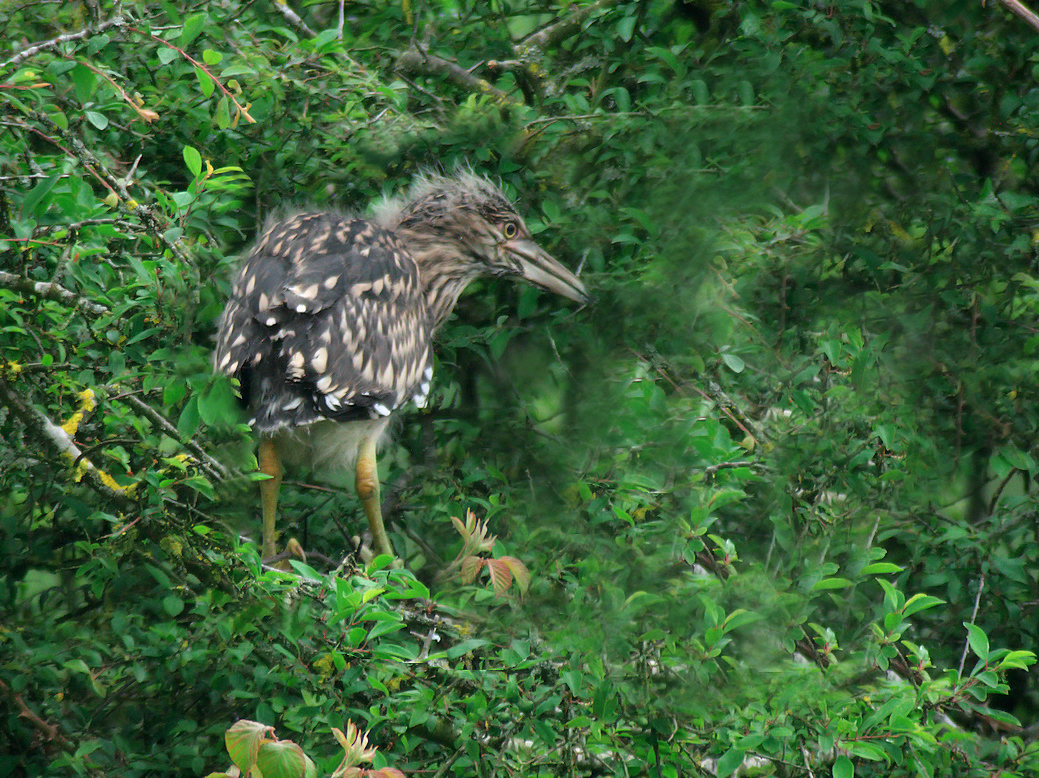 JEUNE HERON BIHOREAU