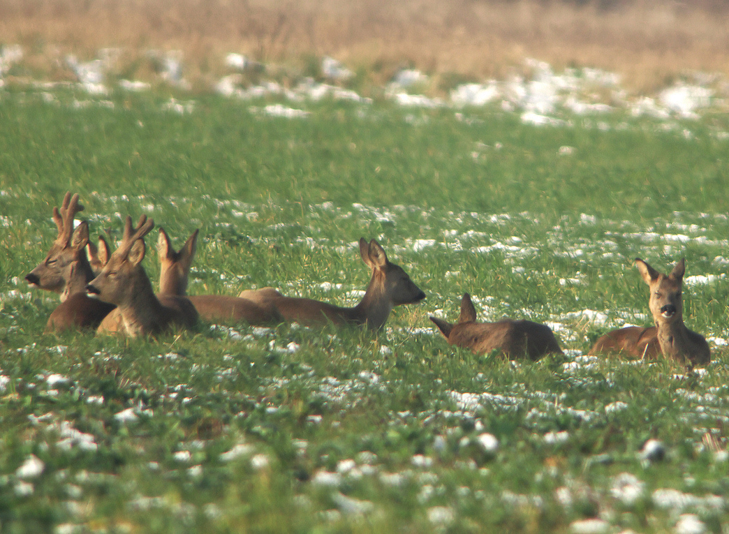 brocards et chevrettes