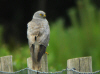 BUSARD ST MARTIN MALE.jpg (488777 octets)