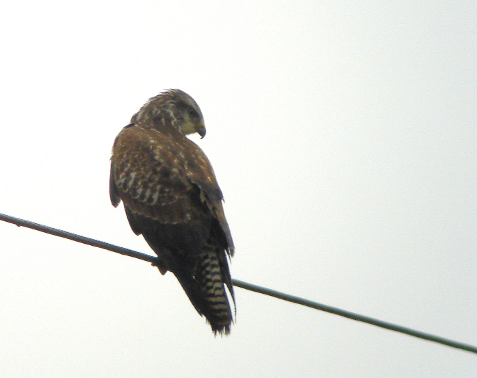 buse variable du port
