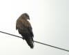 buse variable du port