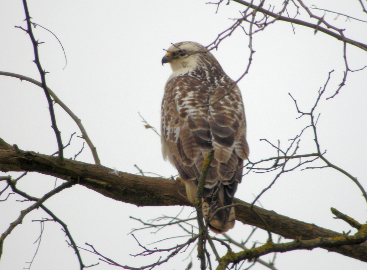 buse variable mareaux