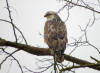 BUSE VARIABLE MAREAUX