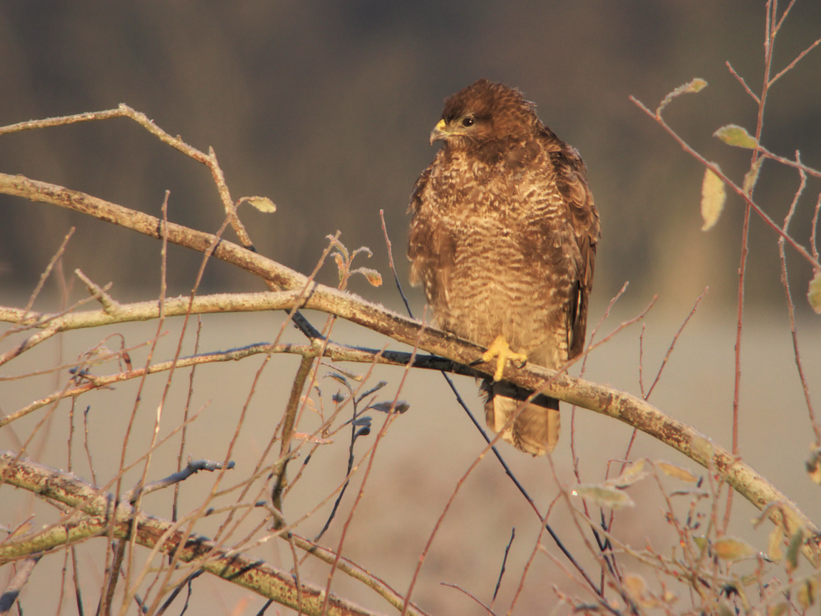BUSE VARIABLE ROUSSE  2
