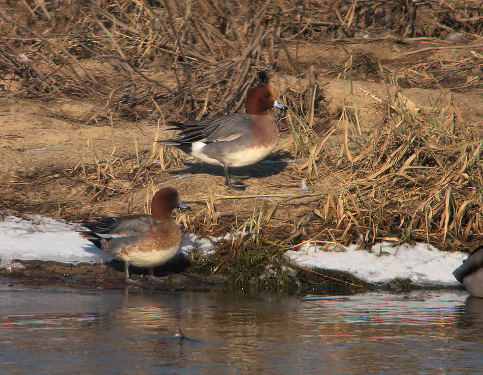 canard siffleur 1