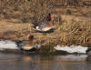 CANARDS SIFFLEURS 