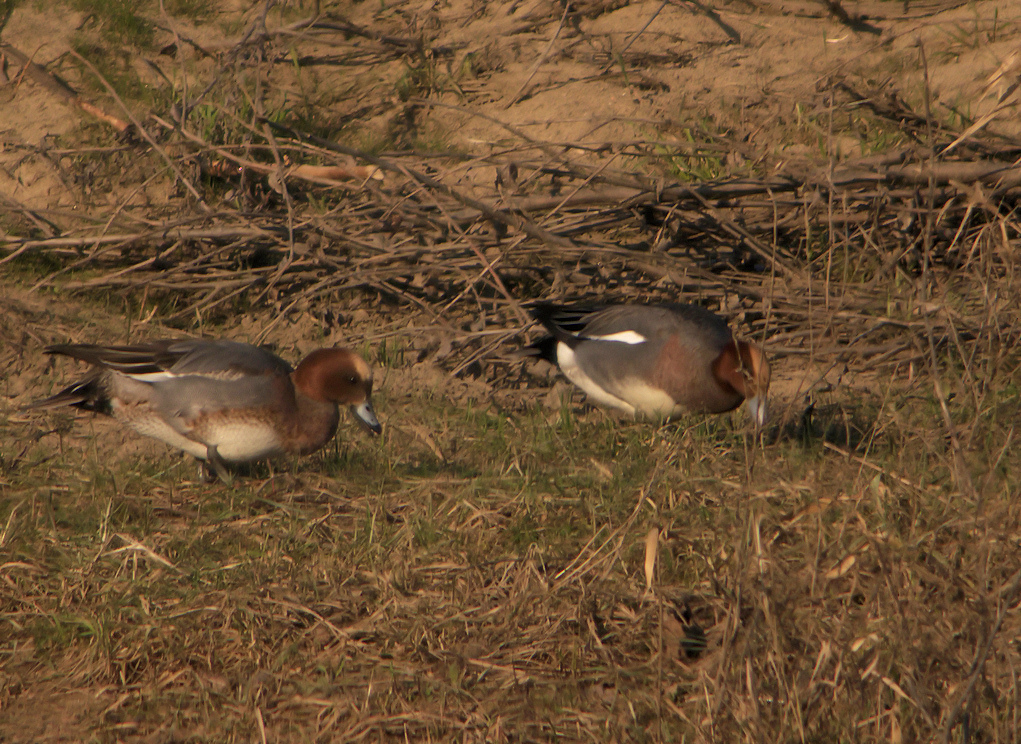 canards siffleurs 2