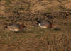 canards siffleurs au pr�