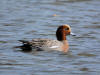 CANARD SIFFLEUR MALE