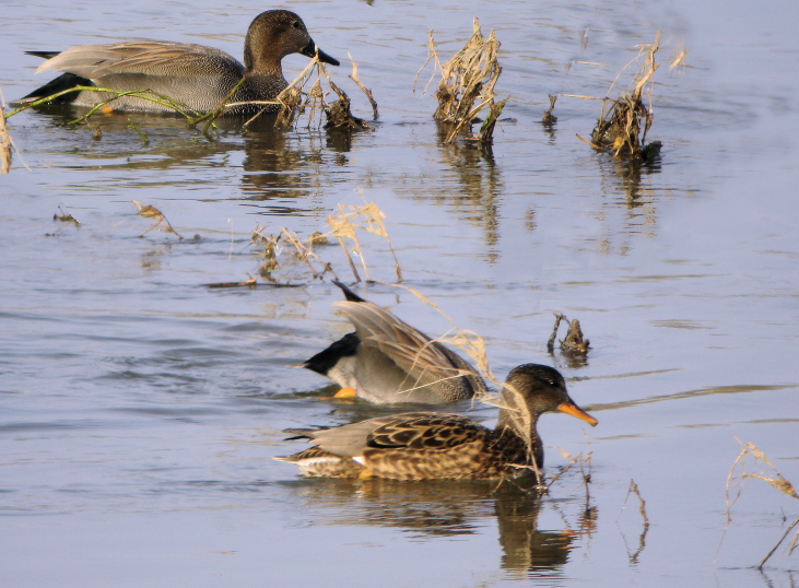 canards chipeaux