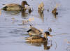 canards chipeau