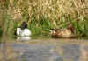 CANARD SOUCHET COUPLE1jpg.jpg (158625 octets)