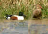 CANARD SOUCHET COUPLE2.jpg (141244 octets)