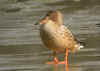 CANARD SOUCHETfemelle.jpg (117707 octets)