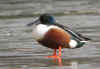 CANARD SOUCHETmale.jpg (142803 octets)