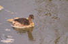 grebe castagneux