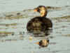 CASTAGNEUX_BAUHARNAIS.jpg (480957 octets)