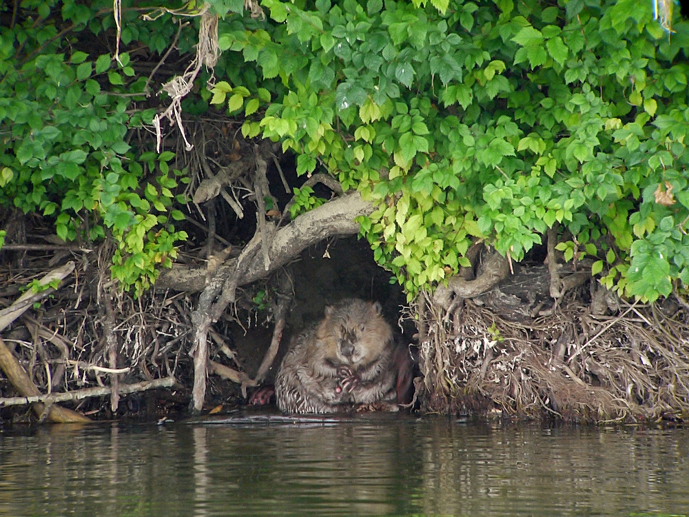 CASTOR MAMA1