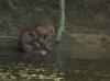 CASTOR SANDILLON 1
