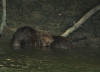 CASTOR SANDILLON 2