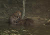 CASTOR SANDILLON 3