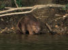 CASTOR SANDILLON 6