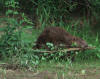CASTOR    SANDILLON 7