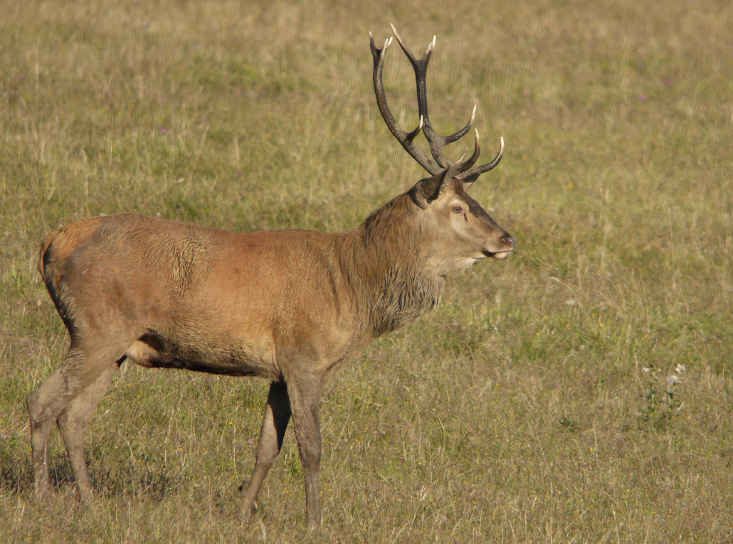 CERF1 2010