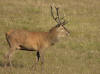 cerf1 2010