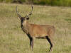 cerf2 2010