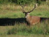 CERF CHAMBORD 1 2012