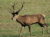 cerf chambord 2 2012