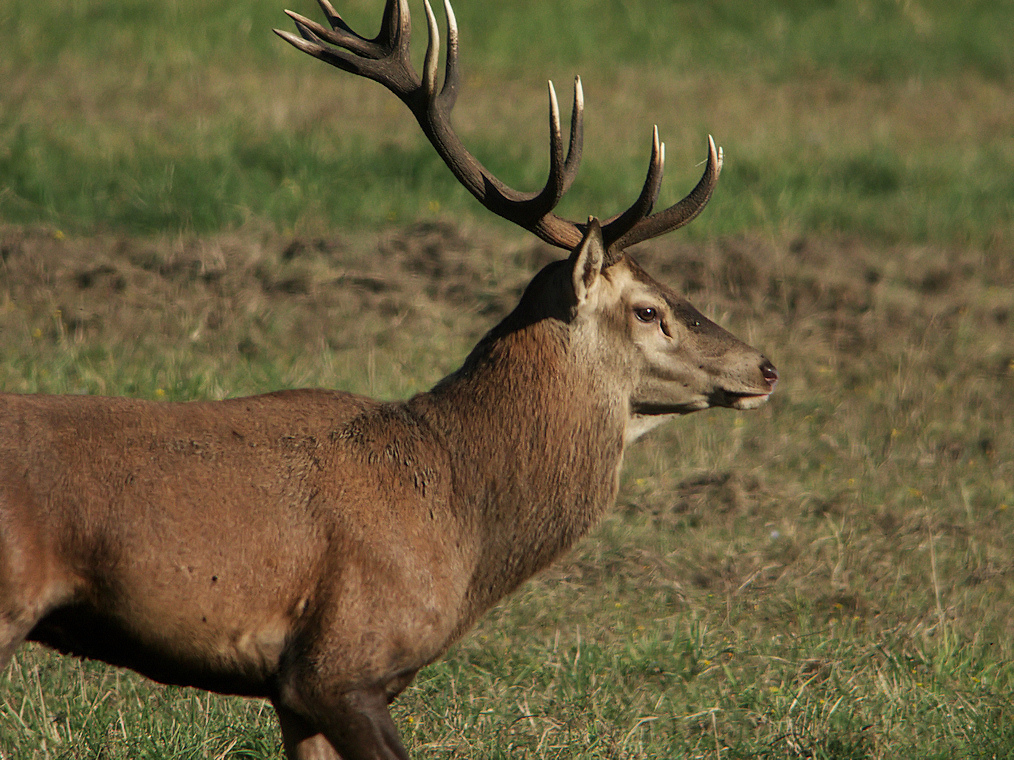 CERF CHAMBORD 3 2012