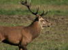 cerf chambord 3 2012