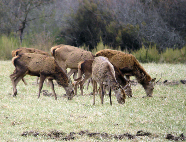 cerfs printemps1