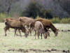 cerfs printemps 1