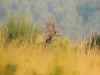 CERF_DORTOIR.jpg (3634466 octets)