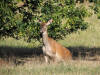BICHE CHAMBORD 2014