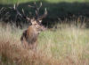 CERF 1 CHAMBORD 2014