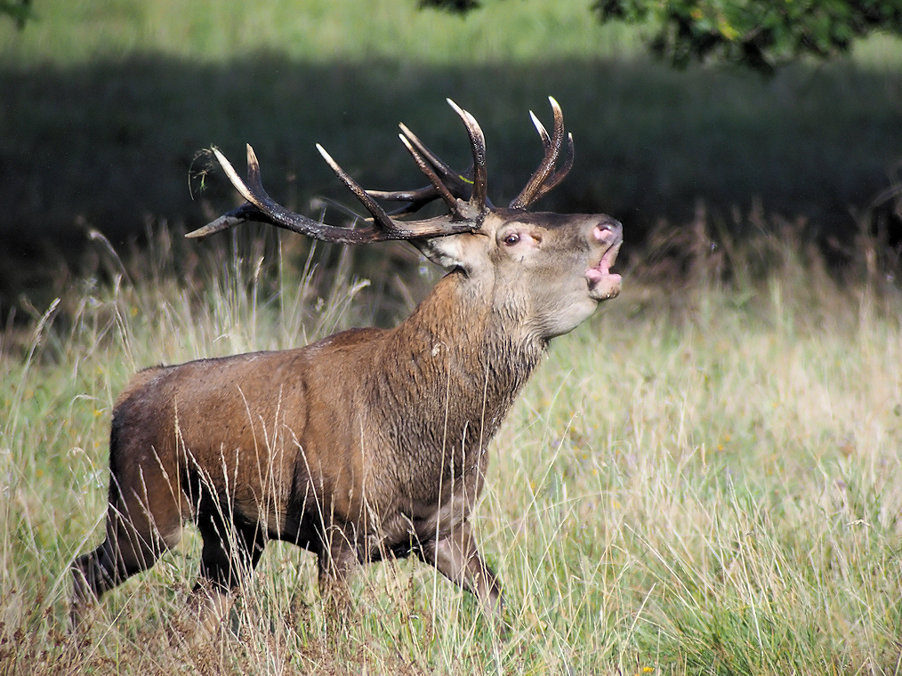CERF 3 CHAMBORD 2014