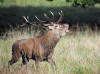 CERF 2 CHAMBORD 2014