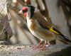 CHARDONNERET.jpg (63166 octets)