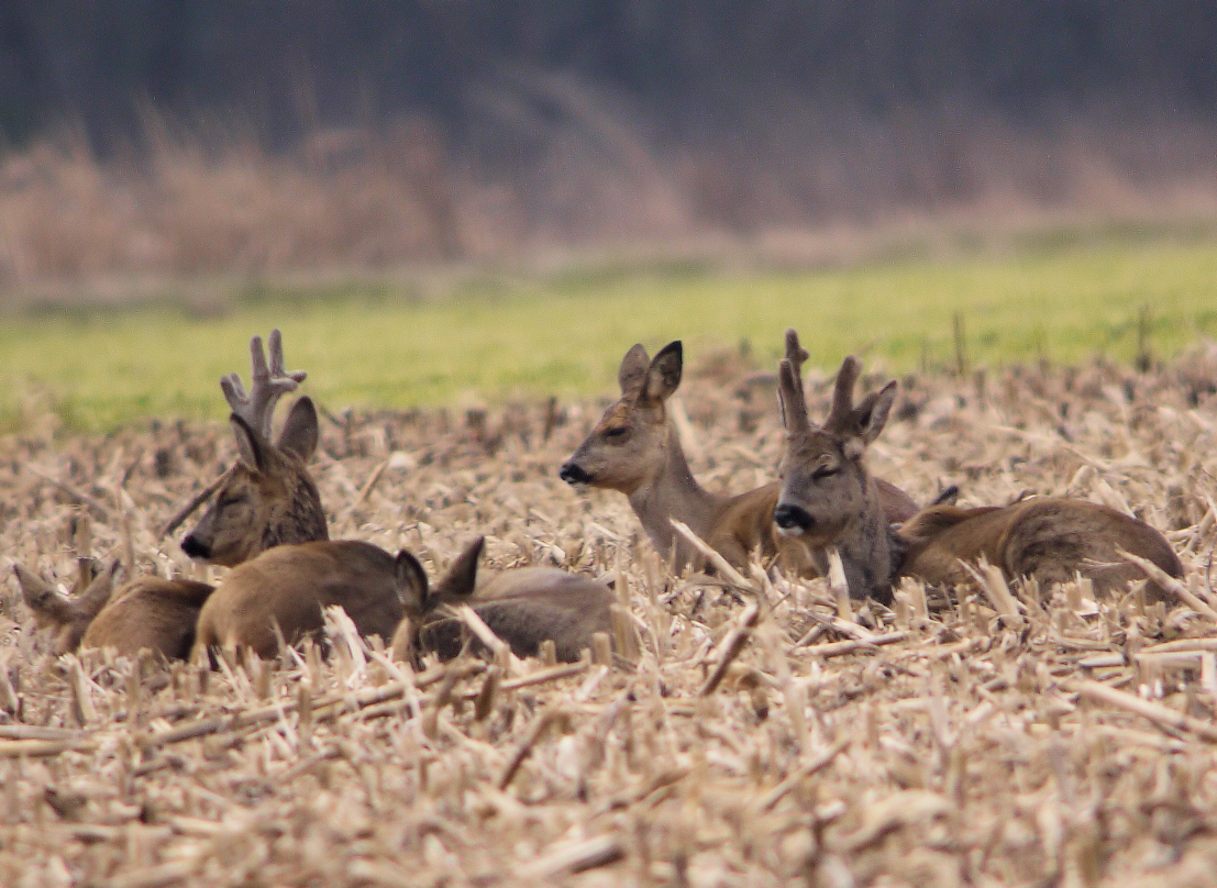chevreuils au repos
