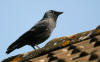 choucas sandillon